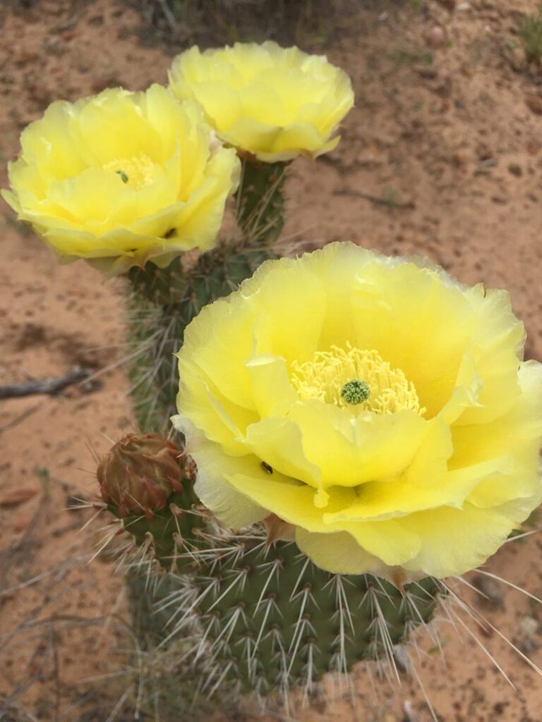 Red-Rock-Nevada-IMG_1158